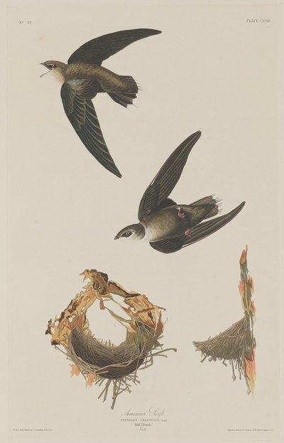 アメリカン・スイフト 作： Robert Havell after John James Audubon
