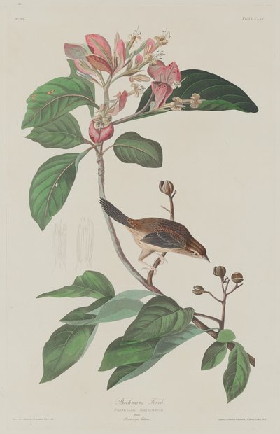 バックマンフィンチ 作： Robert Havell after John James Audubon