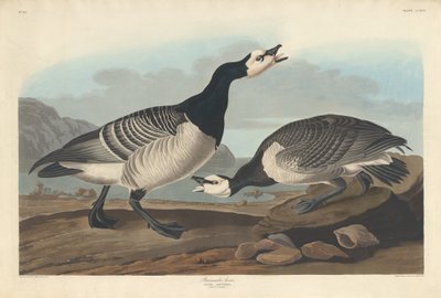 バーナクル グース 作： Robert Havell after John James Audubon