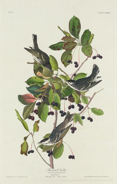 クロウグイス 作： Robert Havell after John James Audubon