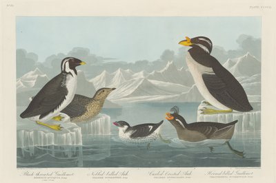 ノドジロウミウシ、ノビハシウミウシ、カールクレステッドウミウシ、ツノハシウミウシ 作： Robert Havell after John James Audubon