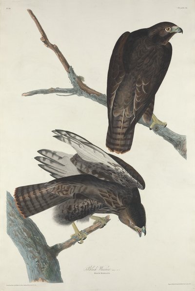 黒の戦士 作： Robert Havell after John James Audubon