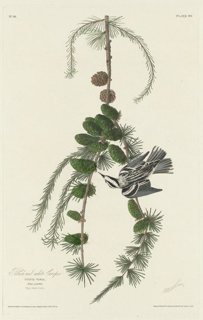 黒と白のクリーパー 作： Robert Havell after John James Audubon
