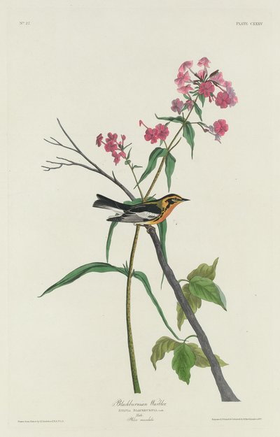 ブラックバーニアン ウグイス 作： Robert Havell after John James Audubon
