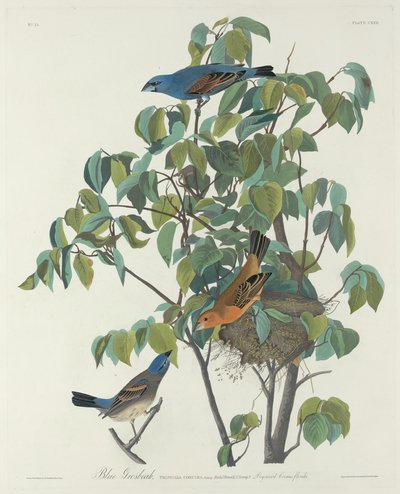 ブルーグロスビーク 作： Robert Havell after John James Audubon