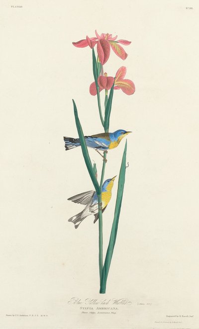 オオヨシキリムシクイ 作： Robert Havell after John James Audubon