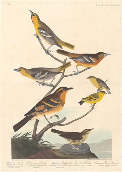 ブロックズ オリオール、ボルチモア オリオール、メキシカン ゴールドフィンチ、さまざまなツグミ 作： Robert Havell after John James Audubon