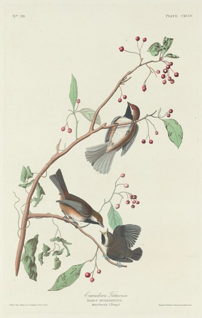 カナダのシジュウカラ 作： Robert Havell after John James Audubon