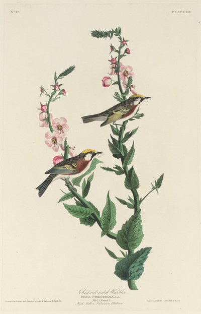 ウグイス 作： Robert Havell after John James Audubon