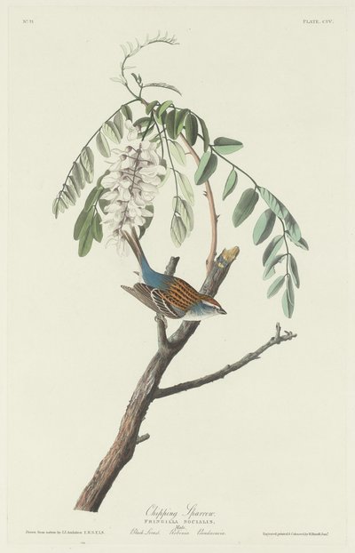 チッピング・スパロウ 作： Robert Havell after John James Audubon