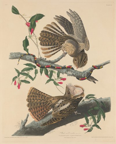 チャック・ウィルの未亡人 作： Robert Havell after John James Audubon
