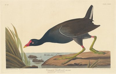 一般的なガリヌル 作： Robert Havell after John James Audubon