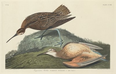カーリュー・エスキモー 作： Robert Havell after John James Audubon