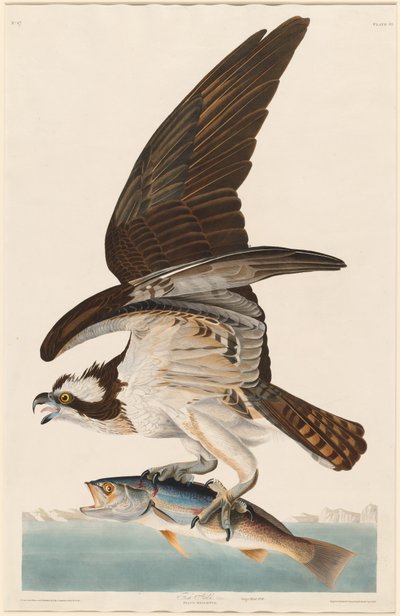 フィッシュホーク 作： Robert Havell after John James Audubon