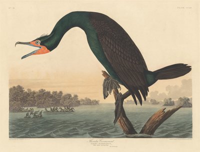 フロリダウ 作： Robert Havell after John James Audubon