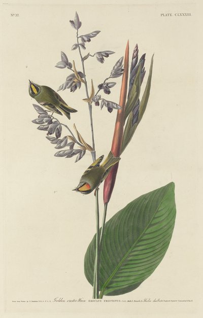 ミソサザイ 作： Robert Havell after John James Audubon