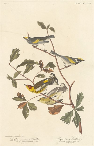 オオヨシキリとケープメイウグイス 作： Robert Havell after John James Audubon