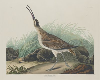 グレート・カーリュー・エスキモー 作： Robert Havell after John James Audubon