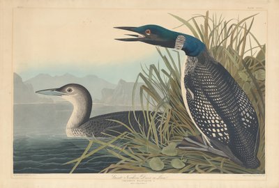 グレートノーザンダイバーまたはルーン 作： Robert Havell after John James Audubon
