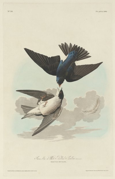 緑青またはシロハラツバメ 作： Robert Havell after John James Audubon