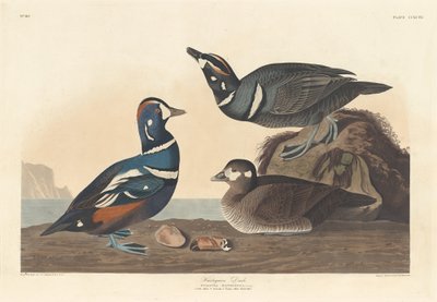 ハーレクインダック 作： Robert Havell after John James Audubon