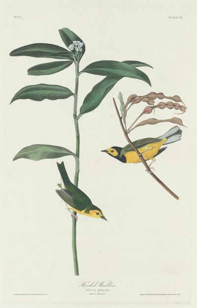 フード付きウグイス 作： Robert Havell after John James Audubon