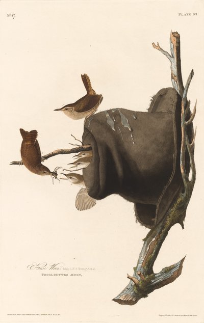 レン家 作： Robert Havell after John James Audubon