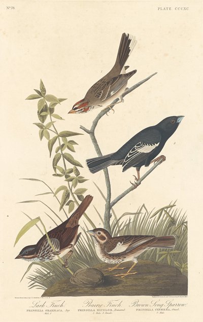 ラークフィンチ、プレーリーフィンチ、ブラウンソングスズメ 作： Robert Havell after John James Audubon