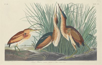 苦味の少ない 作： Robert Havell after John James Audubon