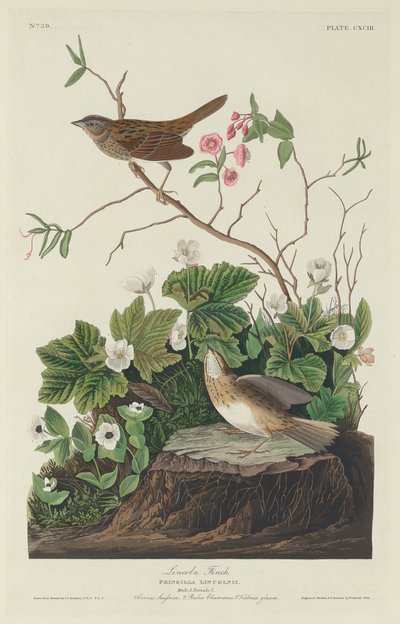 リンカーン・フィンチ 作： Robert Havell after John James Audubon