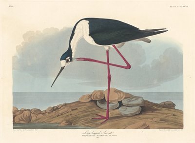 足の長いアボセット 作： Robert Havell after John James Audubon
