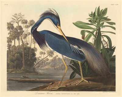 ルイジアナヘロン 作： Robert Havell after John James Audubon