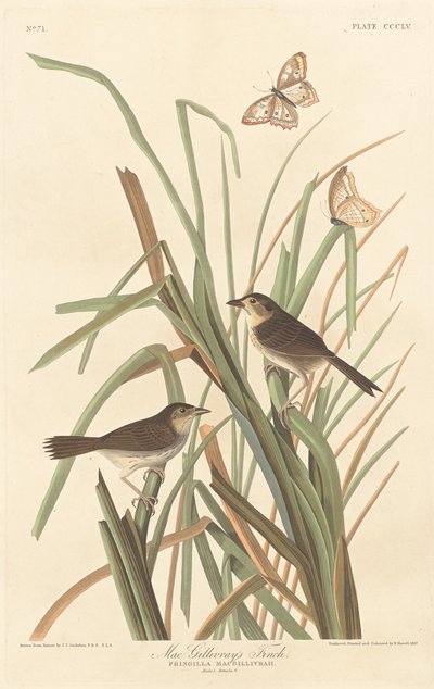 マクギリブレイフィンチ 作： Robert Havell after John James Audubon
