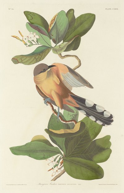 マングローブカッコウ 作： Robert Havell after John James Audubon
