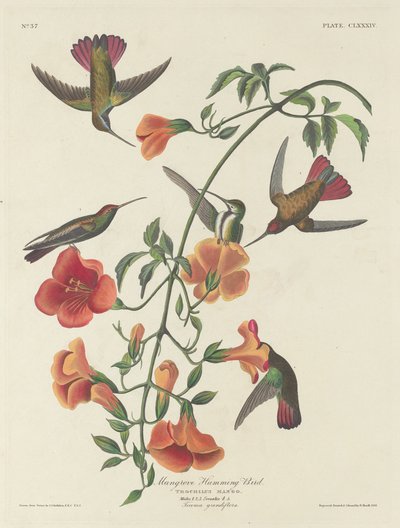 マングローブハチドリ 作： Robert Havell after John James Audubon