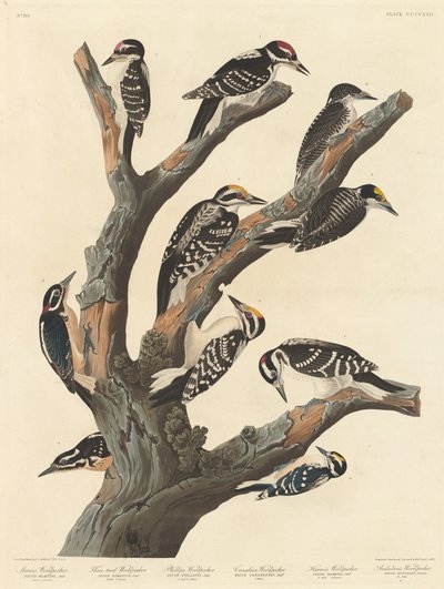 マリアのキツツキ 作： Robert Havell after John James Audubon
