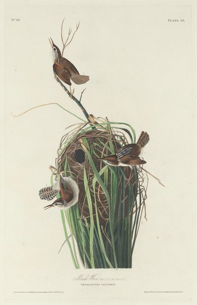 マーシュレン 作： Robert Havell after John James Audubon