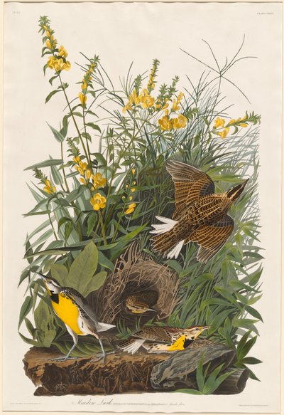 メドウラーク 作： Robert Havell after John James Audubon