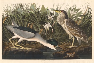 ナイトヘロンまたはクワ鳥 作： Robert Havell after John James Audubon