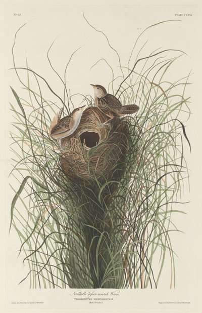 ナトールズ・レッサー・マーシュ・ミソサザイ 作： Robert Havell after John James Audubon