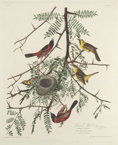 オーチャード オリオール 作： Robert Havell after John James Audubon