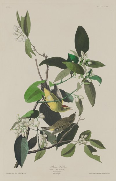ウグイス 作： Robert Havell after John James Audubon