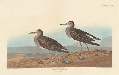 胸のサンドパイパー 作： Robert Havell after John James Audubon
