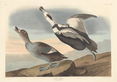 パイドダック 作： Robert Havell after John James Audubon