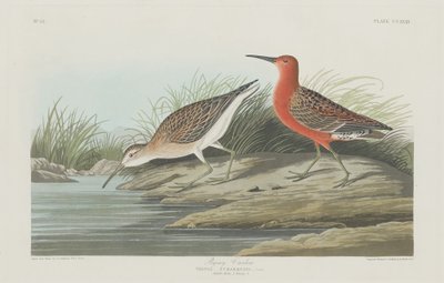 ピグミー・カーリュー 作： Robert Havell after John James Audubon