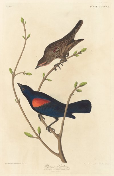 Prairie Starling   1250121   ja       japanese Successfully Translated  Original: The Unsafe Tenement Translat: The Unsafe Tenement 1298340 ja japanese Successfully Translated Original: Une Matinée dHiver au Quai de lHôtel-Dieu Winter Morning on the Quai d 作： Robert Havell after John James Audubon