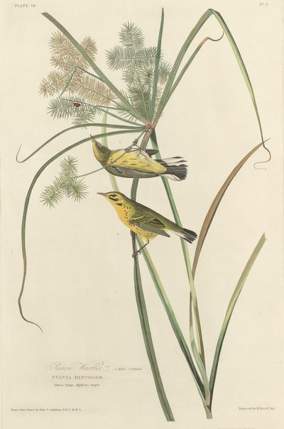 プレーリー ウグイス 作： Robert Havell after John James Audubon