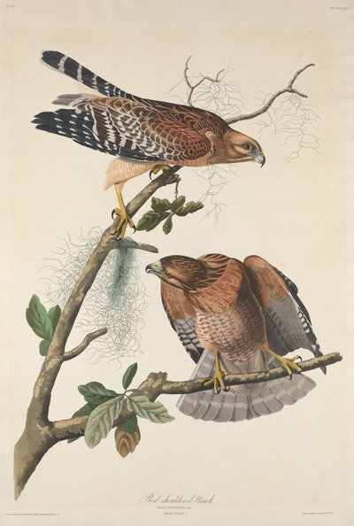 レッドショルダーホーク 作： Robert Havell after John James Audubon