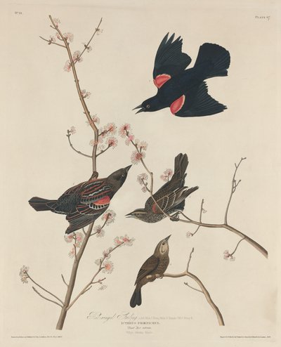 ムクドリ 作： Robert Havell after John James Audubon