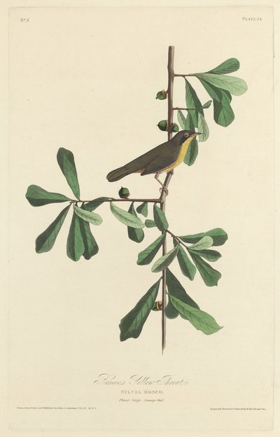 ロスコーの黄色い喉 作： Robert Havell after John James Audubon